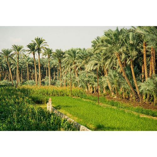Nile River Expedition-Lower Egypt-Giza Streetscene of farm with date palms